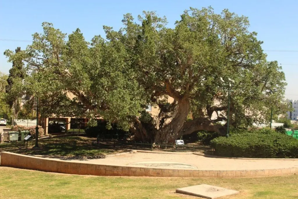 Entre Niza y Trípoli: un recorrido por las delicias y las historias de Netanya.