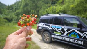 Excursión en jeep sin conductor - PARQUE NACIONAL DE PIRIN