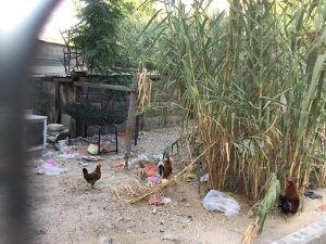 Tour of the fabric of life in the Ajami neighborhood - with a local guide