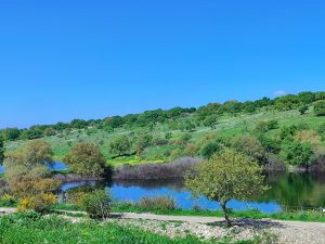 Foraging tour in the Carmel Mountains – embark on a culinary journey in nature
