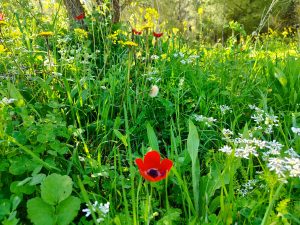 Foraging tour in the Carmel Mountains – embark on a culinary journey in nature