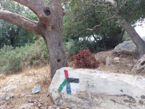 Foraging tour in the Carmel Mountains – embark on a culinary journey in nature