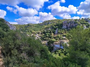 Foraging tour in the Carmel Mountains – embark on a culinary journey in nature