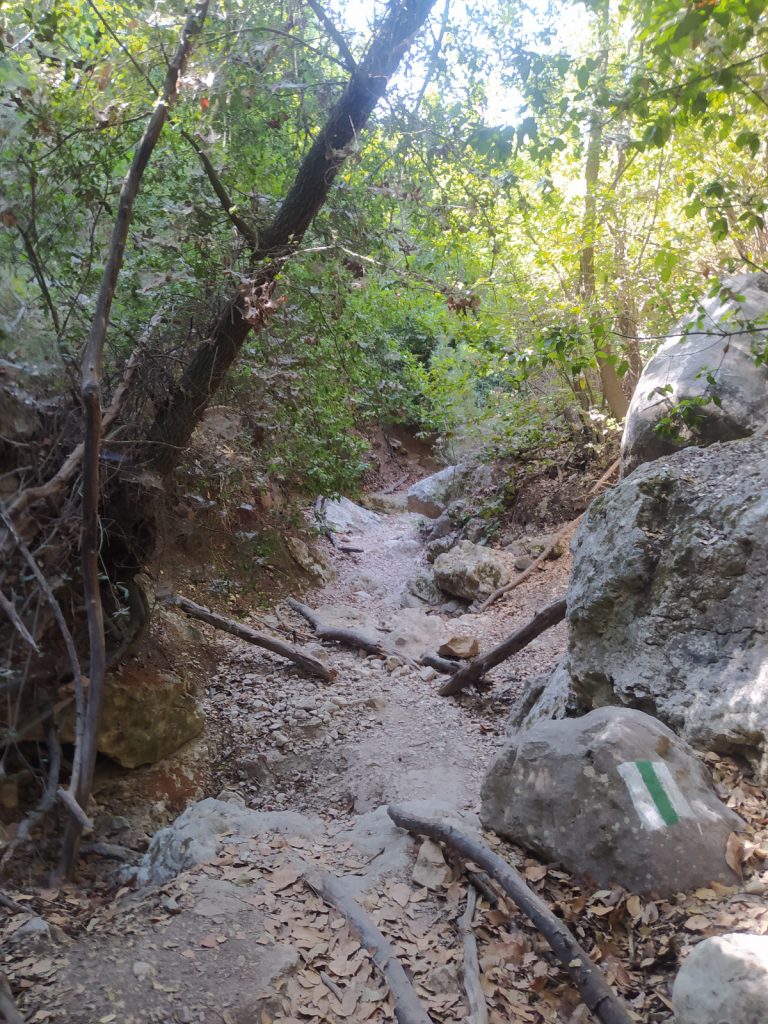 Foraging tour in the Carmel Mountains – embark on a culinary journey in nature