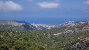 Foraging tour in the Carmel Mountains – embark on a culinary journey in nature