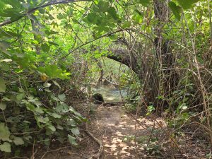 Foraging tour in the Carmel Mountains – embark on a culinary journey in nature