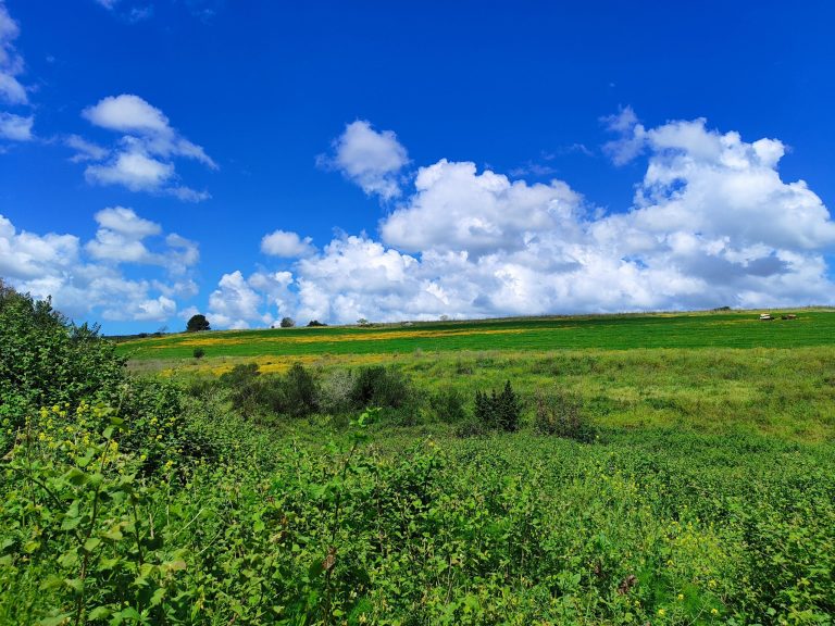 Foraging tour in the Carmel Mountains – embark on a culinary journey in nature