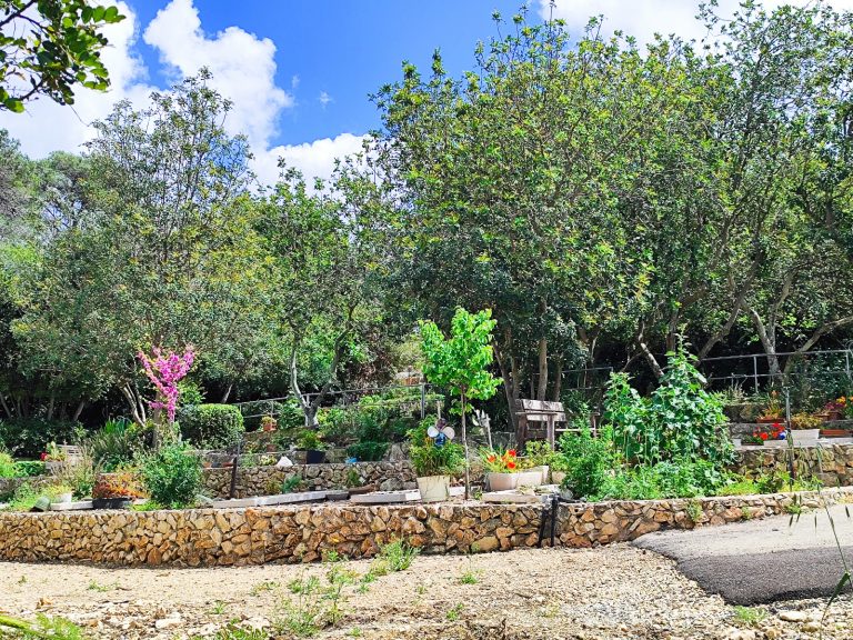 Foraging tour in the Carmel Mountains – embark on a culinary journey in nature