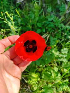 Foraging tour in the Carmel Mountains – embark on a culinary journey in nature