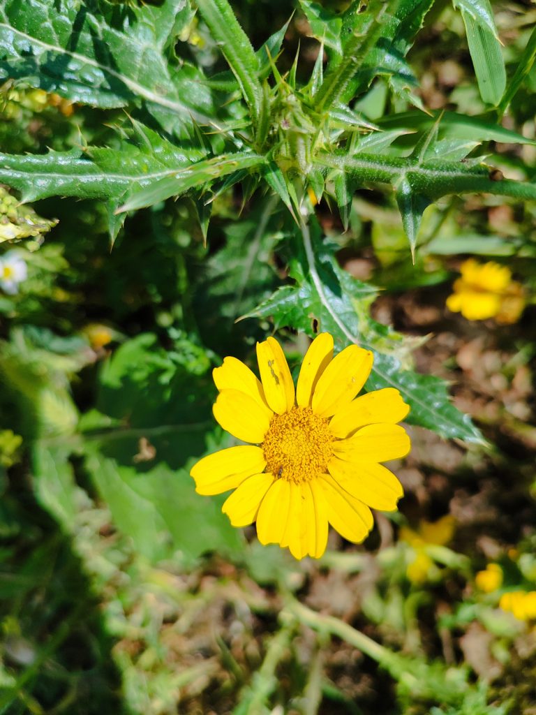 Foraging tour in the Carmel Mountains – embark on a culinary journey in nature