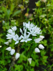 Foraging tour in the Carmel Mountains – embark on a culinary journey in nature