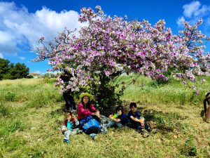 Foraging tour in the Carmel Mountains – embark on a culinary journey in nature