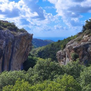 Foraging tour in the Carmel Mountains – embark on a culinary journey in nature