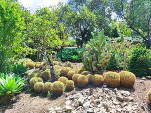 Foraging tour in the Carmel Mountains – embark on a culinary journey in nature
