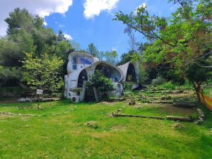 Foraging tour in the Carmel Mountains – embark on a culinary journey in nature