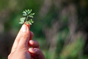 Foraging tour in the Carmel Mountains – embark on a culinary journey in nature