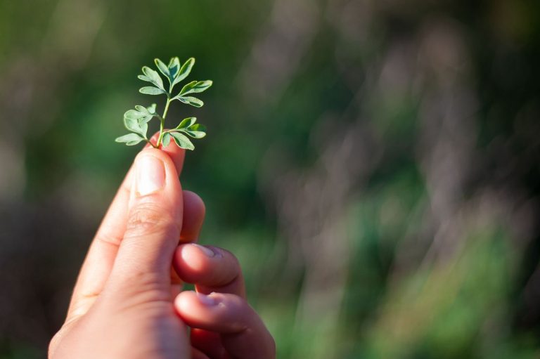 Foraging tour in the Carmel Mountains – embark on a culinary journey in nature