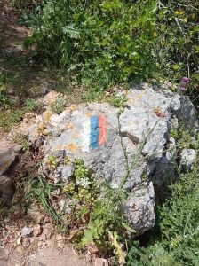 Foraging tour in the Carmel Mountains – embark on a culinary journey in nature