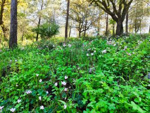 Foraging tour in the Carmel Mountains – embark on a culinary journey in nature