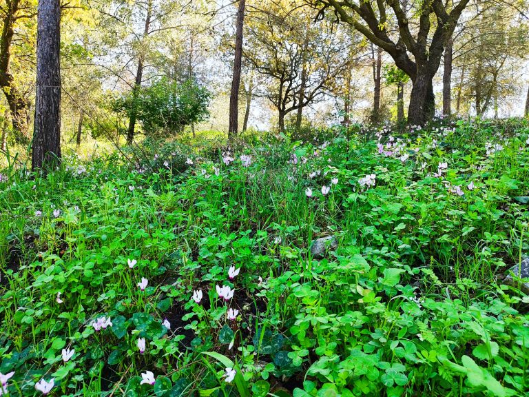 Foraging tour in the Carmel Mountains – embark on a culinary journey in nature
