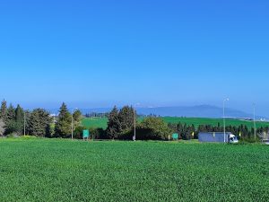 Foraging tour in the Carmel Mountains – embark on a culinary journey in nature