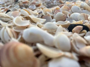 סיור שקיעה ועששיות בחוף דור