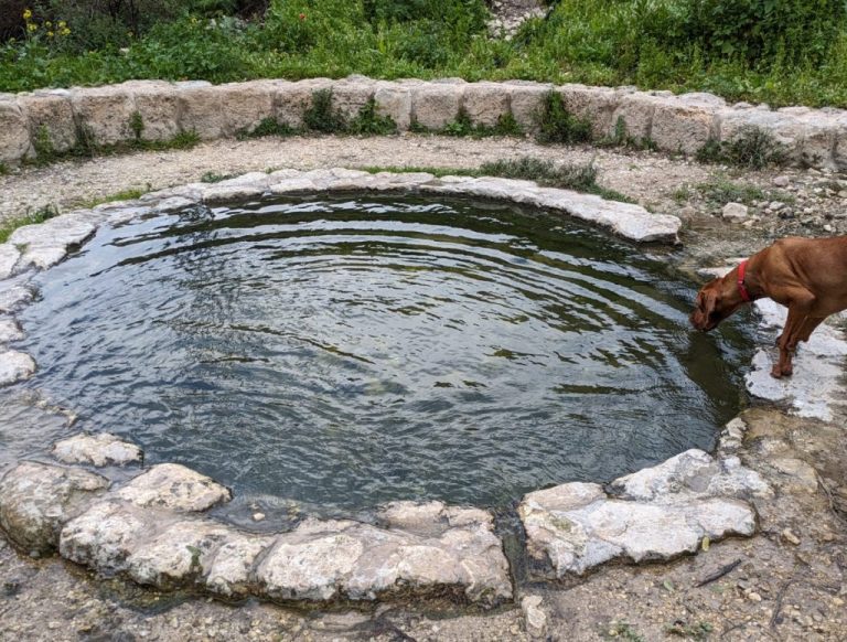 Walking tour of Wadi Sheik Haifa