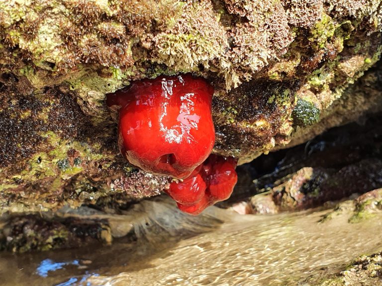 סיור שקיעה ועששיות בחוף דור