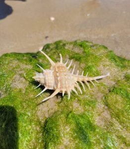 סיור שקיעה ועששיות בחוף דור