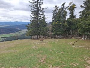טיול יום לאלפים הוינאים - נופים הרריים ותצפיות פנורמיות