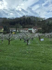 טיול מוינה לעמק הווכאו - אתר מורשת עולמית