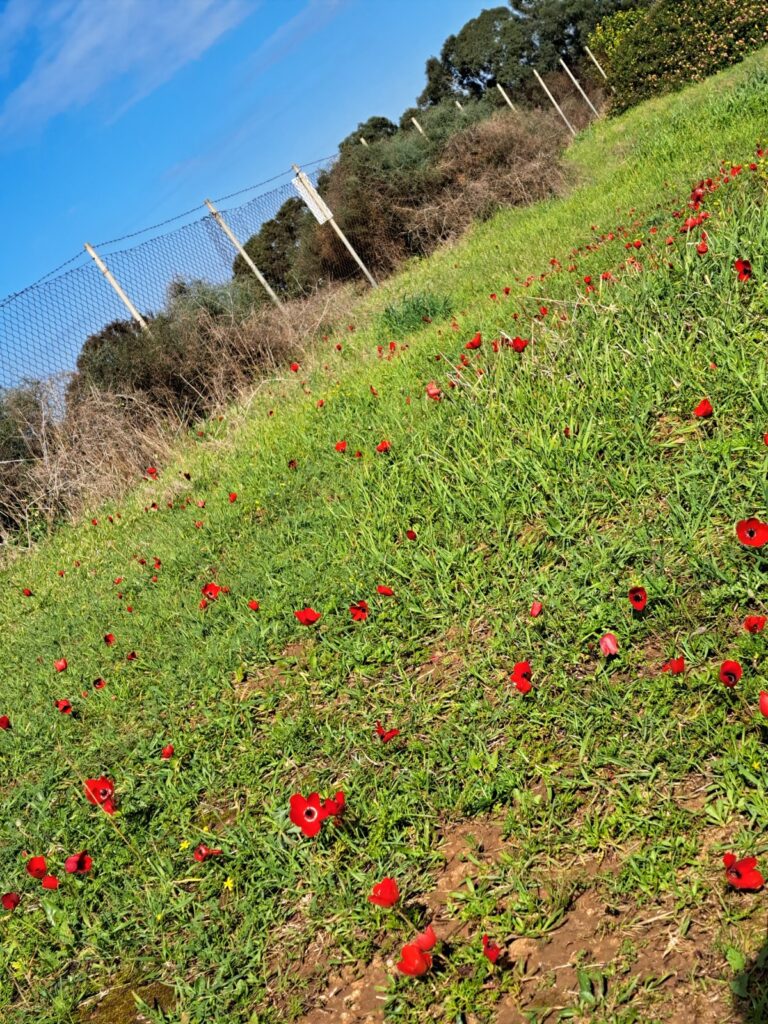 Afeka Caves tour – anemones in bloom