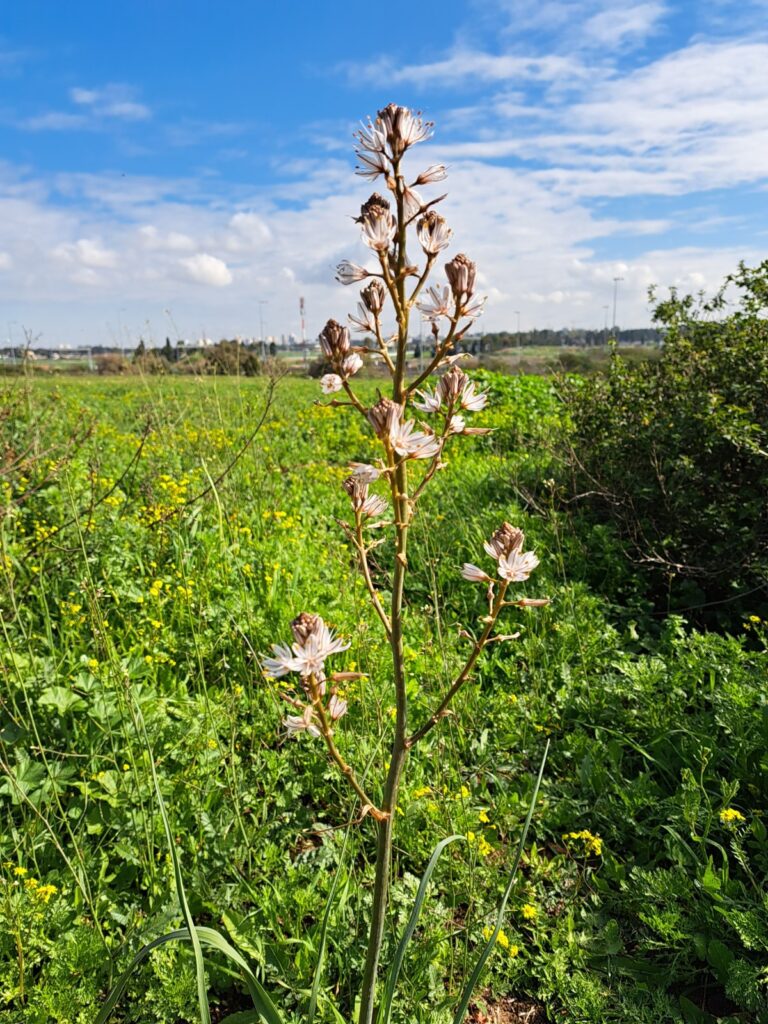 Afeka Caves tour – seasonal blooms